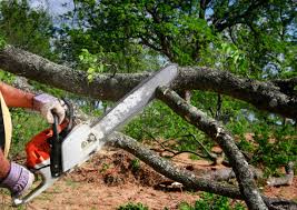 Best Leaf Removal  in Oakdale, NY