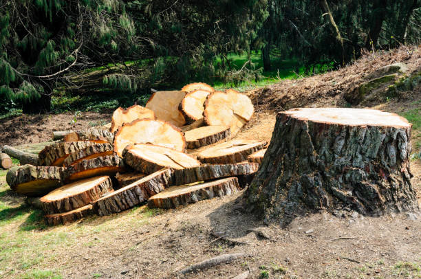 Seasonal Cleanup (Spring/Fall) in Oakdale, NY